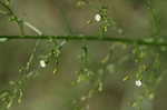 Canadian horseweed